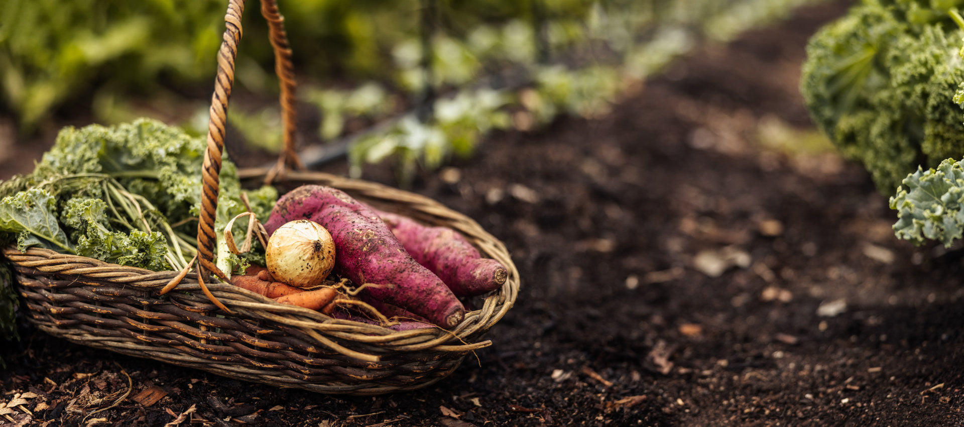 Pflanzenkohle für Garten & Hochbeet